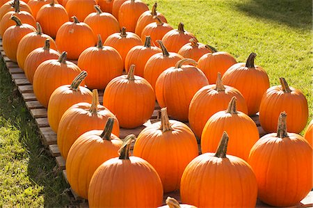 Harvested Pumpkins in Bennington, Vermont Foto de stock - Sin royalties Premium, Código: 659-06495035