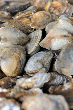 simsearch:659-07598633,k - Venus mussels Foto de stock - Sin royalties Premium, Código: 659-06495341