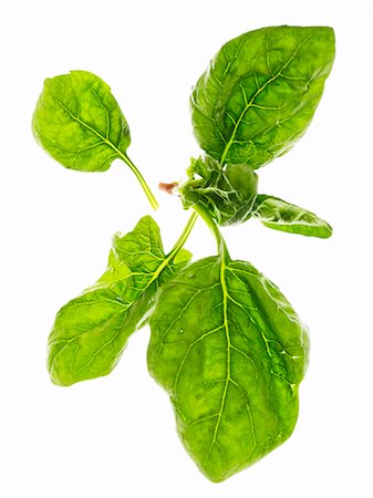 spinach leaf - Spinach leaves on a white surface Stock Photo - Premium Royalty-Free, Code: 659-06495543