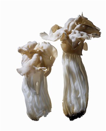 simsearch:659-06495005,k - White saddle mushrooms Stockbilder - Premium RF Lizenzfrei, Bildnummer: 659-06495610