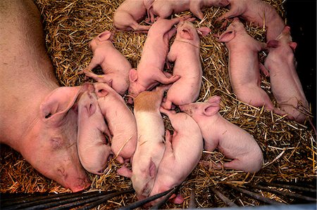 porcile - A mother pig with piglets Fotografie stock - Premium Royalty-Free, Codice: 659-06495612