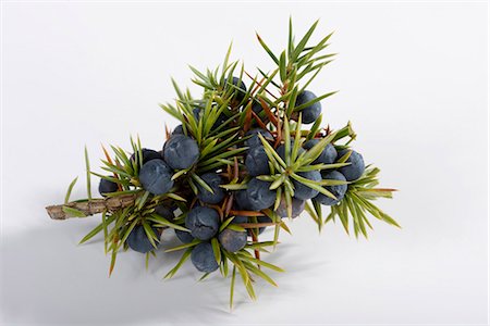 Juniper berries on the branch Foto de stock - Sin royalties Premium, Código: 659-06495750