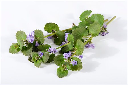 simsearch:659-09125301,k - Fresh ground ivy with flowers Stock Photo - Premium Royalty-Free, Code: 659-06495775