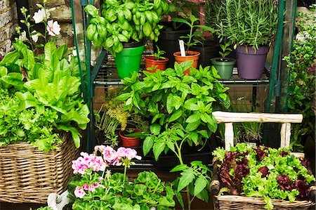 spring like - Various herbs, lettuce and flowers in pots in a garden Stock Photo - Premium Royalty-Free, Code: 659-06493677