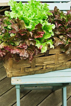 simsearch:659-06671547,k - Lettuce growing in a plant basket on a terrace Photographie de stock - Premium Libres de Droits, Code: 659-06493678