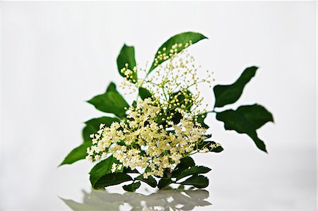 elder blossom - A sprig of elderflowers Photographie de stock - Premium Libres de Droits, Code: 659-06493731