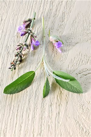 Sage flowers and leaves Foto de stock - Sin royalties Premium, Código: 659-06493768