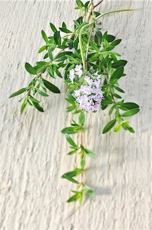 posy - A bunch of thyme Stock Photo - Premium Royalty-Free, Code: 659-06493775