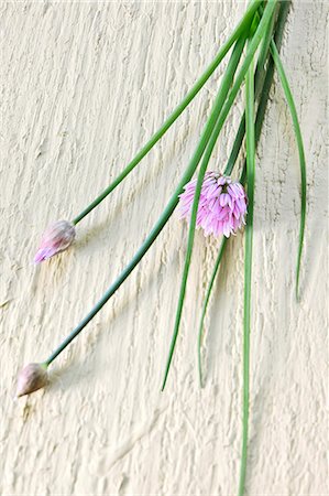 Chives in bloom Stock Photo - Premium Royalty-Free, Code: 659-06493771