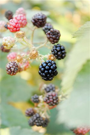 shrub - Ripe and unripe blackberries on a twig Stock Photo - Premium Royalty-Free, Code: 659-06670944
