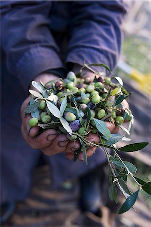 simsearch:659-07068544,k - Person Holding Many Fresh Picked Olives Photographie de stock - Premium Libres de Droits, Code: 659-06671090