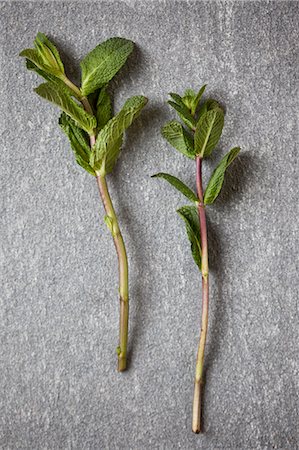 simsearch:659-07068779,k - Two sprigs of fresh mint Photographie de stock - Premium Libres de Droits, Code: 659-06671474
