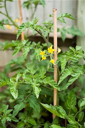 simsearch:659-06493674,k - Tomato plants flowering in the garden Foto de stock - Sin royalties Premium, Código: 659-06671547