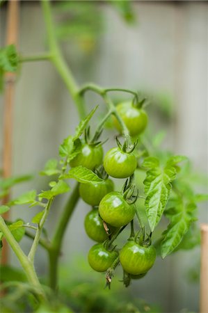 simsearch:659-07599391,k - Unripe cherry tomatoes on the plant Photographie de stock - Premium Libres de Droits, Code: 659-06671548