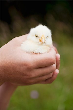 simsearch:659-07027222,k - A child's hands holding a live chick Foto de stock - Sin royalties Premium, Código: 659-06671602