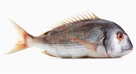 A pink gilt-head bream against a white background Fotografie stock - Premium Royalty-Free, Codice: 659-06671621