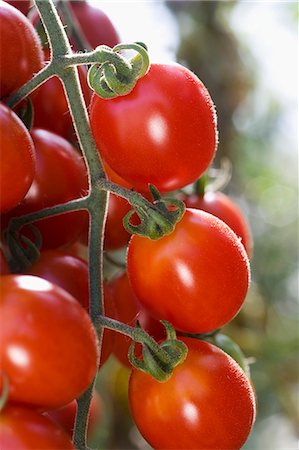 simsearch:659-06902878,k - Cherry tomatoes on the plant Foto de stock - Sin royalties Premium, Código: 659-06900761