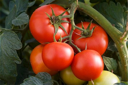 simsearch:659-08905524,k - Tomatoes on the plant Foto de stock - Sin royalties Premium, Código: 659-06900762