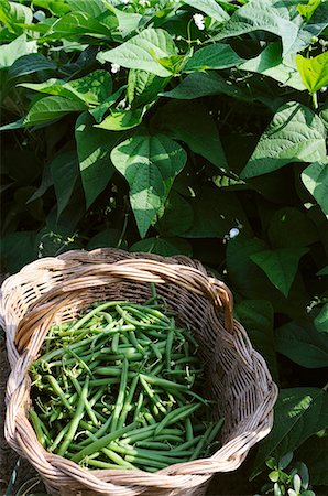 A basket of freshly harvested green beans Foto de stock - Sin royalties Premium, Código: 659-06900794