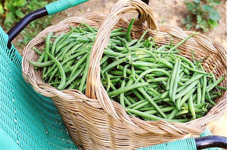 A basket of freshly harvested green beans Foto de stock - Sin royalties Premium, Código: 659-06900795