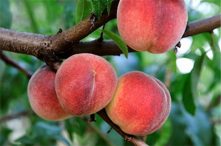 pêche (fruit) - Peaches on the tree Photographie de stock - Premium Libres de Droits, Code: 659-06900805