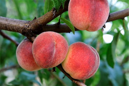 peach (fruit) - Peaches on the tree Foto de stock - Sin royalties Premium, Código: 659-06900805