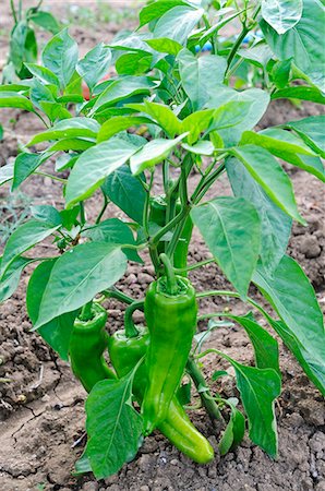 Green pointed peppers growing in a field Stock Photo - Premium Royalty-Free, Code: 659-06900807