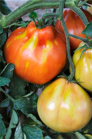 simsearch:659-08905524,k - Tomatoes on the plant Foto de stock - Sin royalties Premium, Código: 659-06900809