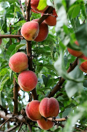 simsearch:659-06307589,k - Peaches on the tree Stock Photo - Premium Royalty-Free, Code: 659-06900803