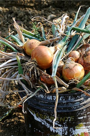 Freshly harvested onions in a bucket Foto de stock - Sin royalties Premium, Código: 659-06900811