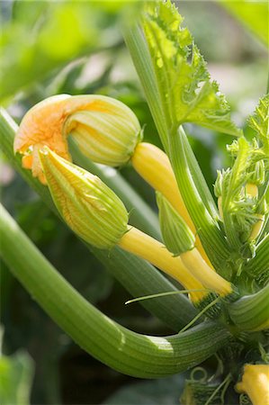 simsearch:659-06155811,k - Yellow courgettes on a plant (close-up) Stock Photo - Premium Royalty-Free, Code: 659-06901239