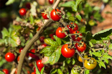 simsearch:659-06902878,k - Cherry tomatoes on the plant Foto de stock - Sin royalties Premium, Código: 659-06901379