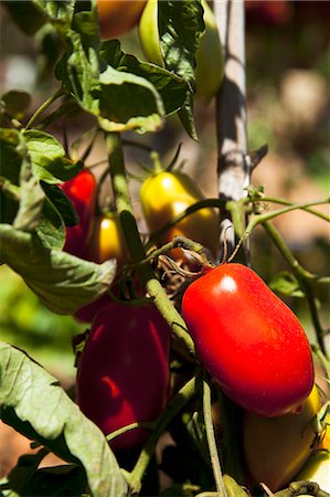 simsearch:659-06902878,k - Plum tomatoes on a plant Foto de stock - Sin royalties Premium, Código: 659-06901380