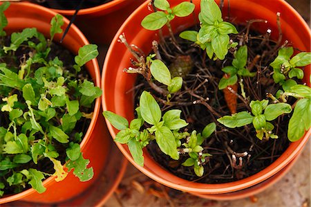potted herbs - Remains of lettuce and basil plants in pots Stock Photo - Premium Royalty-Free, Code: 659-06901383