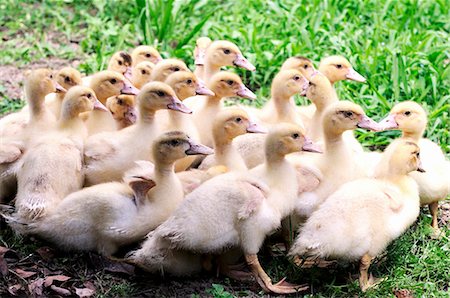 Baby ducks outside Stock Photo - Premium Royalty-Free, Code: 659-06901451