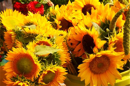 Buckets of Sunflowers at a Farmer's Market Foto de stock - Sin royalties Premium, Código: 659-06901535