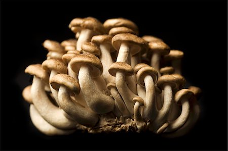 fungi - Brown Mushrooms on a Black Background Foto de stock - Sin royalties Premium, Código: 659-06901589