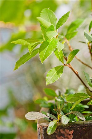 Sprig of fresh bay leaves Stockbilder - Premium RF Lizenzfrei, Bildnummer: 659-06901839