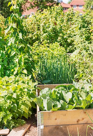 A garden where various vegetables and plants are growing Foto de stock - Sin royalties Premium, Código: 659-06901842