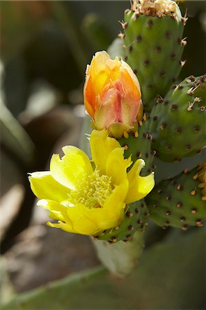 Cactus flowers on the plant Photographie de stock - Premium Libres de Droits, Code: 659-06902066