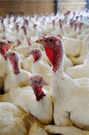 Turkeys on a farm Foto de stock - Sin royalties Premium, Código: 659-06902127