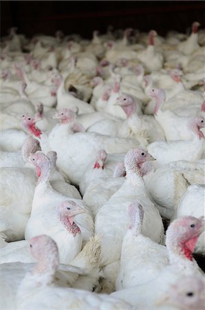 Turkeys on a farm Photographie de stock - Premium Libres de Droits, Code: 659-06902128