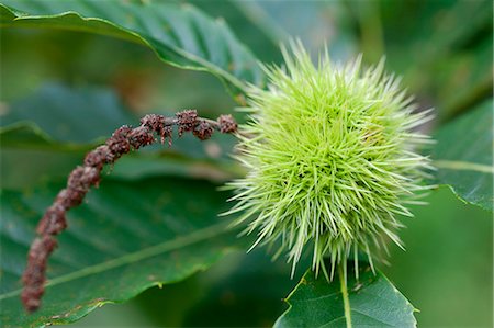 A chestnut on a tree Stock Photo - Premium Royalty-Free, Code: 659-06902166
