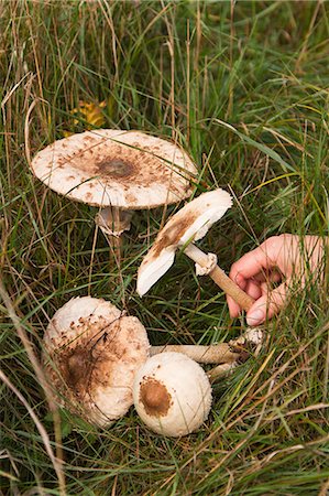 simsearch:659-02212220,k - Hand picked parasol mushrooms in the meadow Photographie de stock - Premium Libres de Droits, Code: 659-06902256