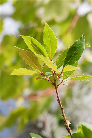 Laurel branch (Laurus nobilis) in the sunlight Photographie de stock - Premium Libres de Droits, Code: 659-06902259