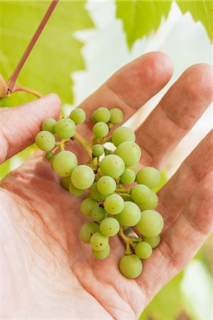 simsearch:659-06183981,k - Hand holding unripe, green wine grapes Foto de stock - Royalty Free Premium, Número: 659-06902264