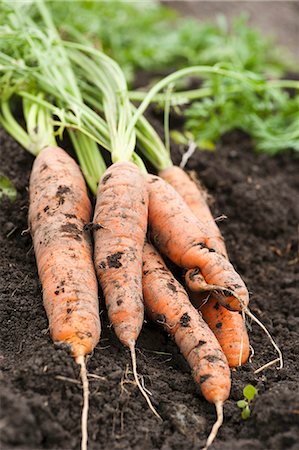 Freshly harvested carrots lying on the soil Stock Photo - Premium Royalty-Free, Code: 659-06902265