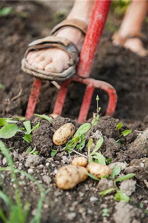 fresh closeup - Potatoes being harvested Stock Photo - Premium Royalty-Free, Code: 659-06902266