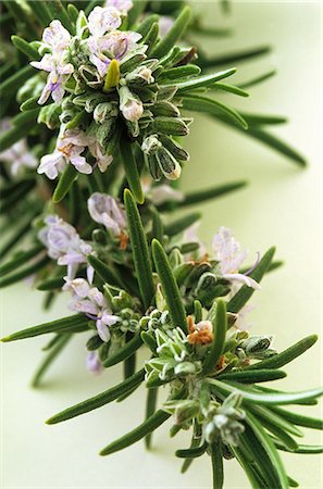 rosemary sprig - Sprig of rosemary with flowers Stock Photo - Premium Royalty-Free, Code: 659-06902734