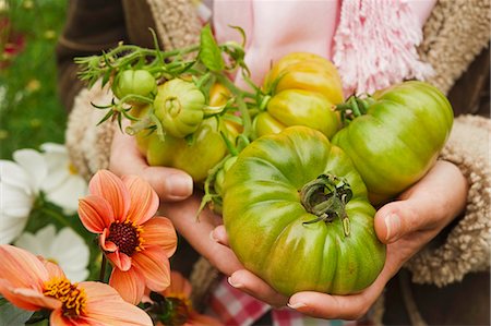close up woman s hands holding green beef tomatoes in the garden outside in autumn Stock Photo - Premium Royalty-Free, Code: 659-06903197